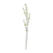 Green Willow Stem by Ashland®